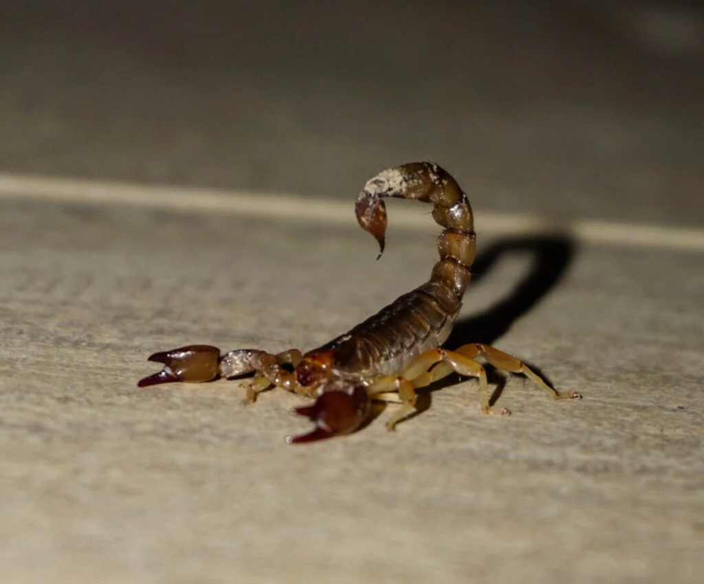 scorpion