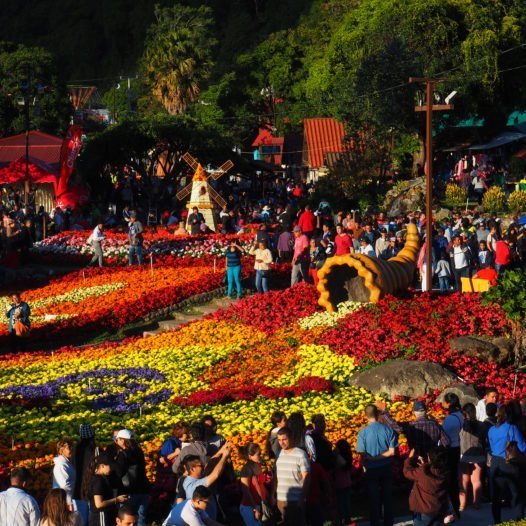 Boquete flower festival